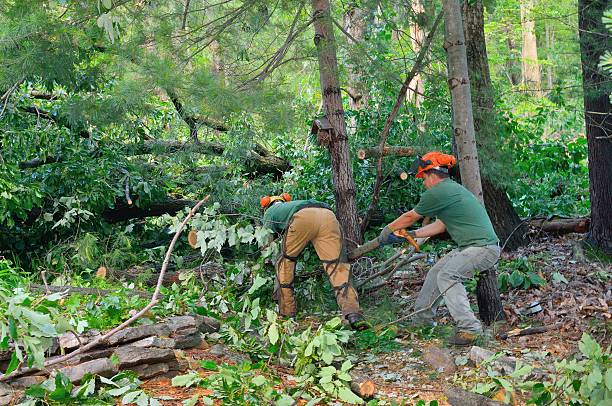 Best Local Tree Services  in Ferndale, PA